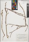 Foto von Salix iliensis Regel